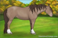 Horse Color:Classic Champagne 