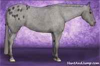 Horse Color:Liver Chestnut Appaloosa 