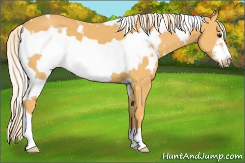 Horse Color:White Spotted Palomino Frame 