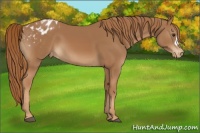 Horse Color:Chestnut Appaloosa 