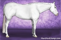 Horse Color:Liver Chestnut Appaloosa