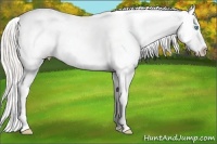 Horse Color:Silver Buckskin Pearl Appaloosa Rabicano 