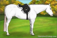 Horse Color:Chestnut Appaloosa 