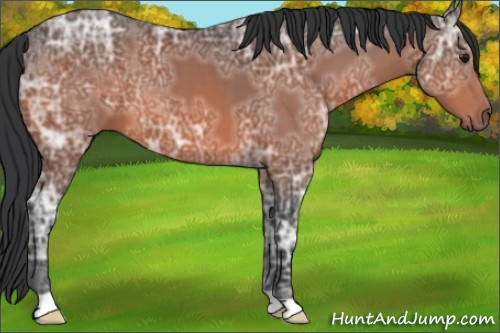 Horse Color:Bay Ice 