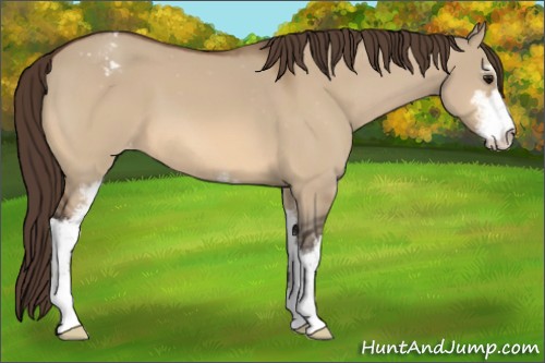 Horse Color:Bay Dun Sabino Appaloosa 