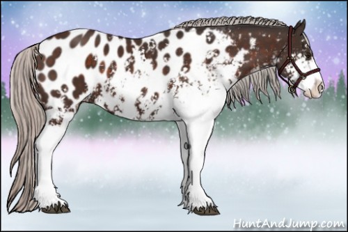 Horse Color:Silver Brown Sabino Appaloosa 