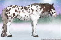 Horse Color:Silver Brown Sabino Appaloosa 