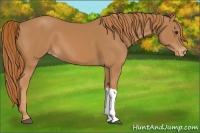 Horse Color:Chestnut Varnish 