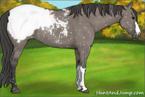 Horse Color:Grullo Appaloosa 
