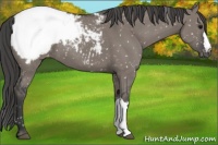 Horse Color:Grullo Appaloosa 