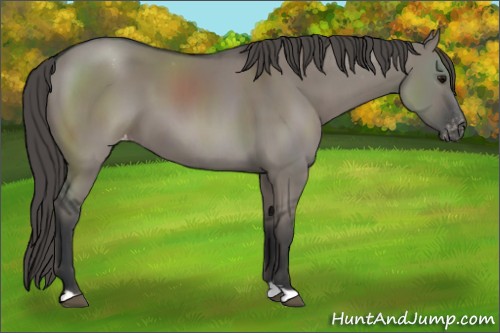 Horse Color:Grullo Appaloosa 