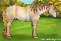 Horse Color:Nacre Buckskin Pearl Sabino Snowflake VarnishRabicano 