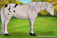 Horse Color:Platinum Palomino Appaloosa Rabicano