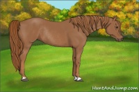 Horse Color:Chestnut Rabicano 