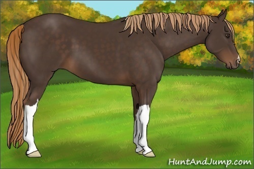 Horse Color:Liver Chestnut