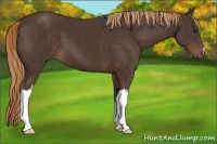 Horse Color:Liver Chestnut 