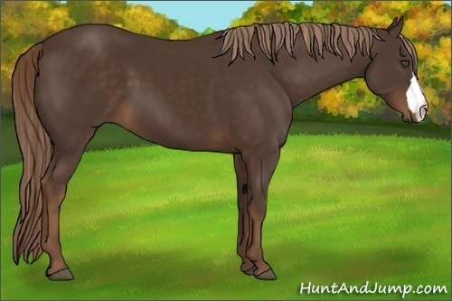 Horse Color:Liver Chestnut 