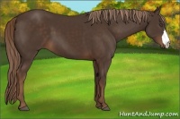 Horse Color:Liver Chestnut 