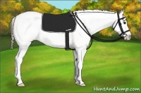 Horse Color:Black Appaloosa Rabicano 