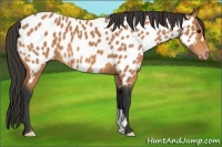 Horse Color:Bay Appaloosa 