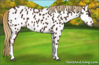 Horse Color:Gray Chestnut Appaloosa 