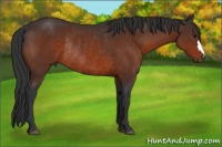 Horse Color:Brown Rabicano 