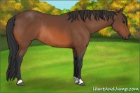 Horse Color:Bay Rabicano