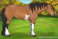 Horse Color:Bay Tobiano 