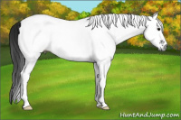 Horse Color:Gray White Spotted Black