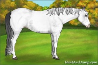 Horse Color:White Spotted Black 