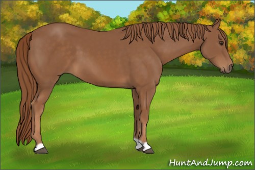 Horse Color:Chestnut 