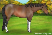 Horse Color:Bay Tobiano 