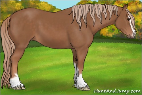 Horse Color:Chestnut Sabino