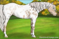 Horse Color:White Spotted Silver Buckskin Pearl Appaloosa