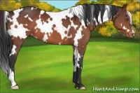 Horse Color:White Spotted Brown Varnish 