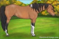 Horse Color:Bay Roan Tobiano