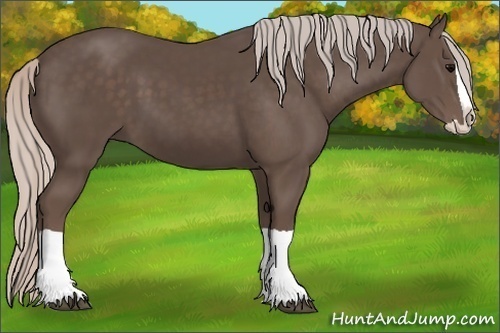 Horse Color:Silver Black Splash 