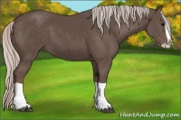 Horse Color:Silver Black Splash