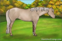 Horse Color:Silver Grullo Pearl