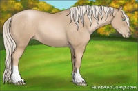 Horse Color:Chocolate Palomino Pearl 