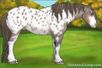 Horse Color:Bay Sabino Appaloosa 