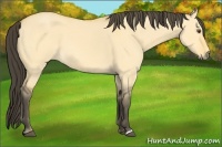 Horse Color:Buckskin Dun