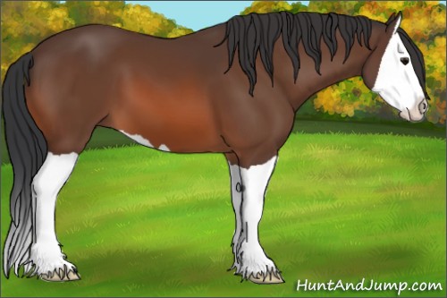 Horse Color:Bay Splash 