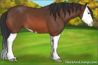 Horse Color:Bay Splash 