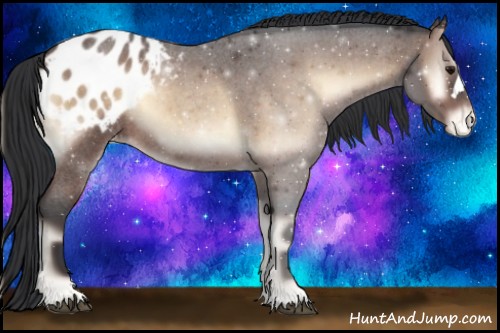 Horse Color:Bay Roan Onyx Appaloosa