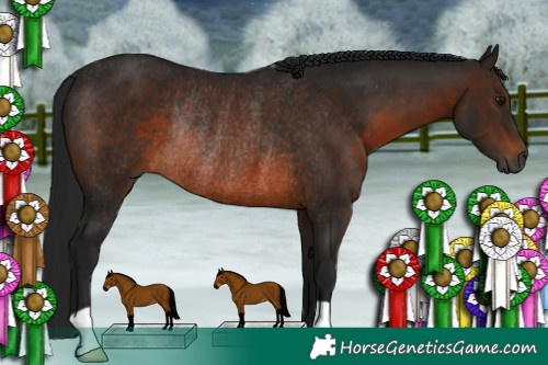 Horse Color:Gray Bay Rabicano 