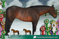 Horse Color:Gray Bay Rabicano