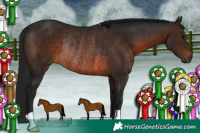 Horse Color:Gray Bay Rabicano 