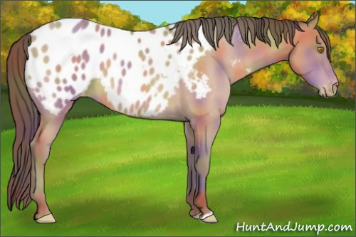 Horse Color:Nacre Amber Champagne Appaloosa