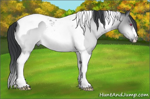 Horse Color:Bay Chinchilla Tobiano